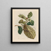 Citrontræ - Maria Sibylla Merian — indrammet kunstværk på væggen