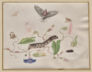 Maria Sibylla Merian - Convolvulus and Metamorphosis of the Convolvulus Hawk Moth.webp