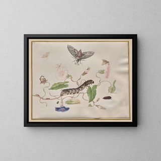 Maria Sibylla Merian - Convolvulus and Metamorphosis of the Convolvulus Hawk Moth.webp