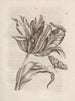 Den mirakuløse forvandling af larver og den mærkelige føde til blomster Pl. 003 - Maria Sibylla Merian — visning af kunstværket