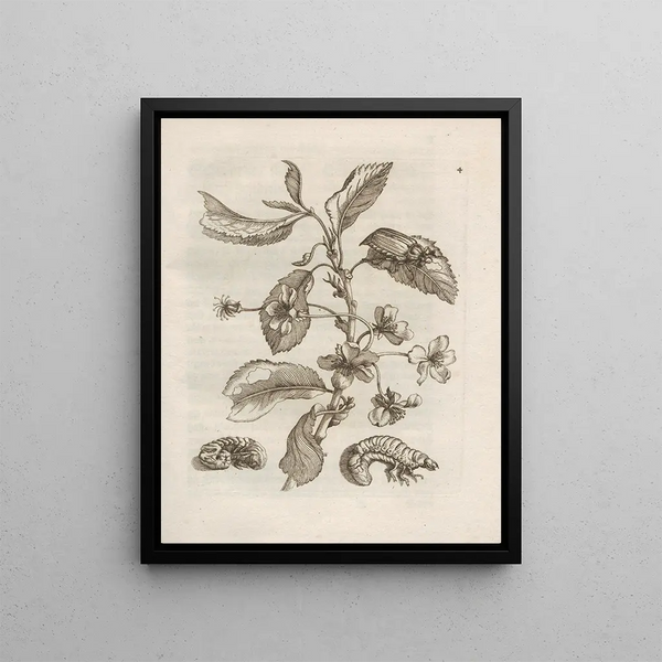 Maria Sibylla Merian - Der Raupen wunderbare Verwandelung und sonderbare BlumenNahrung Pl005.webp