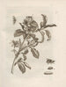 "Den mirakuløse forvandling af larver og den mærkelige føde til blomster" Pl. 008 - Maria Sibylla Merian — visning af kunstværket