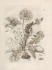 La transformation miraculeuse des chenilles et l'étrange nourriture pour fleurs Pl. 009 - Maria Sibylla Merian — visning af kunstværket