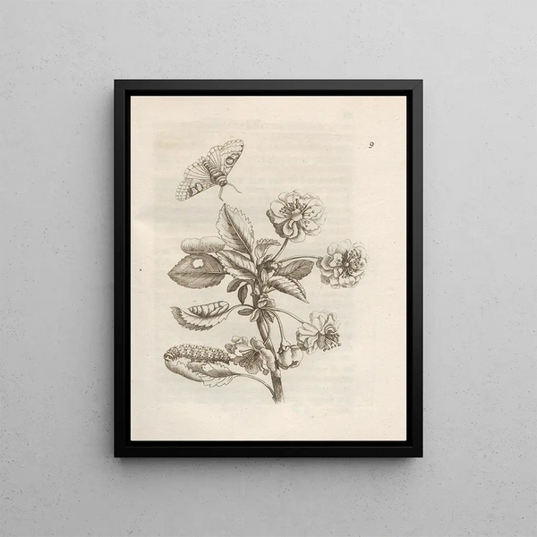 Maria Sibylla Merian - Der Raupen wunderbare Verwandelung und sonderbare BlumenNahrung Pl010.webp