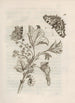 La merveilleuse transformation des chenilles et leur étrange nourriture florale Pl015 - Maria Sibylla Merian — visning af kunstværket