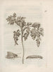 La merveilleuse transformation des chenilles et leur étrange nourriture florale Pl017 - Maria Sibylla Merian — visning af kunstværket
