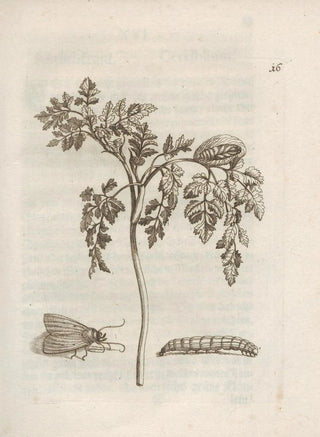Maria Sibylla Merian - Der Raupen wunderbare Verwandelung und sonderbare BlumenNahrung Pl017.webp