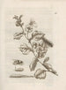 La merveilleuse transformation des chenilles et leur étrange nourriture florale Pl021 - Maria Sibylla Merian — visning af kunstværket