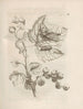 Den mirakuløse forvandling af larver og de mærkelige blomsterføde Pl038 - Maria Sibylla Merian — visning af kunstværket