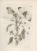 Den mirakuløse forvandling af larver og de mærkelige blomsterføde Pl046 - Maria Sibylla Merian — visning af kunstværket