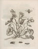 Den mirakuløse forvandling af larver og de mærkelige blomsterføde Pl052 - Maria Sibylla Merian — visning af kunstværket
