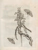 Den mirakuløse forvandling af larver og de mærkelige blomsterføde Pl056 - Maria Sibylla Merian — visning af kunstværket