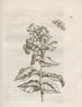 Den mirakuløse forvandling af larver og de mærkelige blomsterføde Pl061 - Maria Sibylla Merian — visning af kunstværket