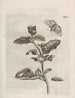 Den mirakuløse forvandling af larver og de mærkelige blomsterføde Pl064 - Maria Sibylla Merian — visning af kunstværket