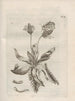 Den mirakuløse forvandling af larver og de mærkelige blomsterføde Pl071 - Maria Sibylla Merian — visning af kunstværket