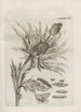 La merveilleuse transformation des chenilles et leur étrange nourriture florale Pl089 - Maria Sibylla Merian — visning af kunstværket