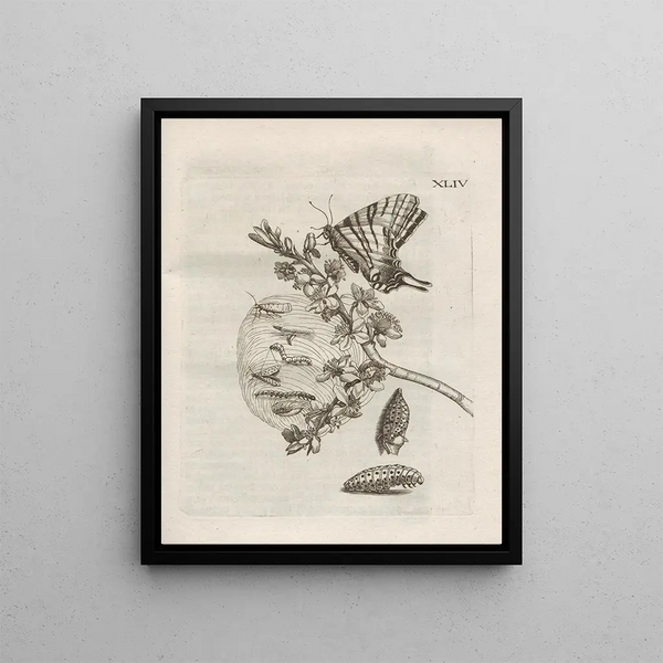 Maria Sibylla Merian - Der Raupen wunderbare Verwandelung und sonderbare BlumenNahrung Pl095.webp