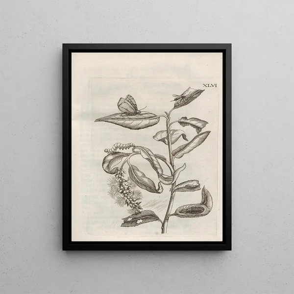 Maria Sibylla Merian - Der Raupen wunderbare Verwandelung und sonderbare BlumenNahrung Pl097.webp