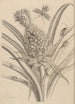 Dissertation sur la génération et les metamorphoses des insectes du Surinam Pl01 - Maria Sibylla Merian — visning af kunstværket