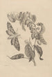 Dissertation sur la génération et les métamorphoses des insectes du Surinam Pl03 - Maria Sibylla Merian — visning af kunstværket