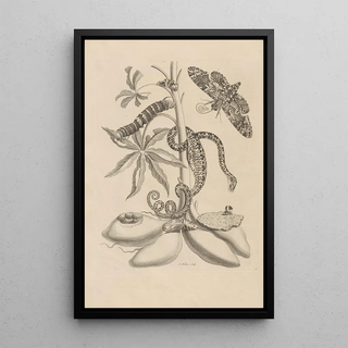 Maria Sibylla Merian - Dissertatio de generatione et metamorphosibus insectorum surinamensium Pl05.webp