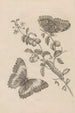Dissertation sur la génération et les métamorphoses des insectes du Surinam Pl07 - Maria Sibylla Merian — visning af kunstværket