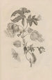 Dissertation sur la génération et les métamorphoses des insectes du Surinam Pl10 - Maria Sibylla Merian — visning af kunstværket