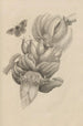 Dissertation sur la generation og metamorfoser af insekter fra Surinam Pl12 - Maria Sibylla Merian — visning af kunstværket