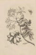 Dissertation sur la génération et les metamorphoses des insectes du Surinam Pl13 - Maria Sibylla Merian — visning af kunstværket