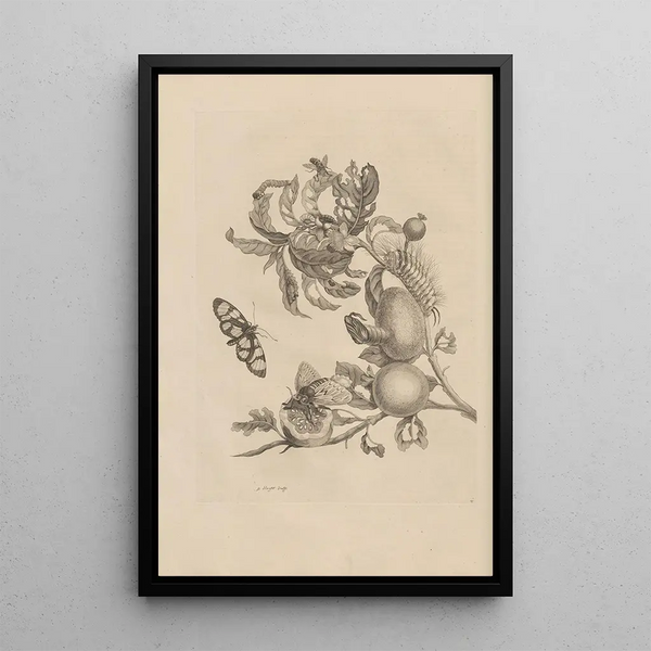 Maria Sibylla Merian - Dissertatio de generatione et metamorphosibus insectorum surinamensium Pl19.webp