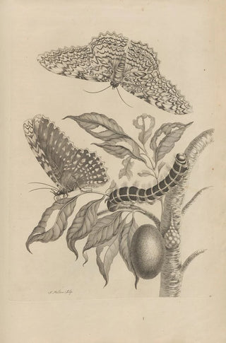 Maria Sibylla Merian - Dissertatio de generatione et metamorphosibus insectorum surinamensium Pl20.webp