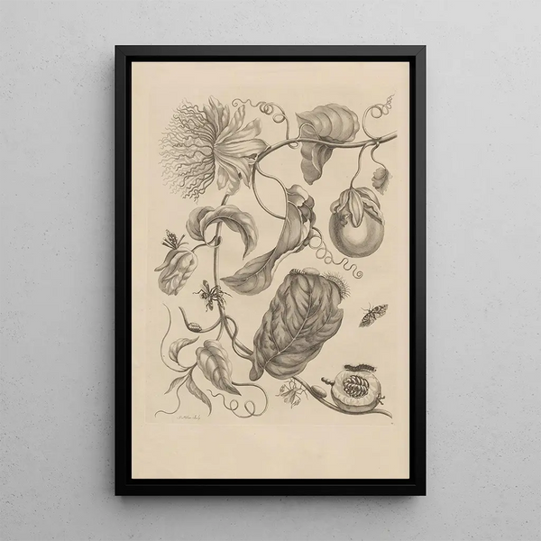 Maria Sibylla Merian - Dissertatio de generatione et metamorphosibus insectorum surinamensium Pl21.webp