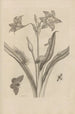 Dissertation sur la génération et les métamorphoses des insectes du Surinam Pl22 - Maria Sibylla Merian — visning af kunstværket