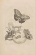 Dissertation sur la génération og metamorfoser af insekter fra Surinam Pl23 - Maria Sibylla Merian — visning af kunstværket