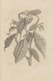 Dissertation sur la génération et les metamorphoses des insectes du Surinam Pl26 - Maria Sibylla Merian — visning af kunstværket