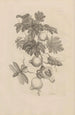 Dissertation sur la génération et les métamorphoses des insectes du Surinam Pl27 - Maria Sibylla Merian — visning af kunstværket