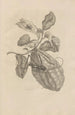Dissertation sur la génération et les métamorphoses des insectes du Surinam Pl28 - Maria Sibylla Merian — visning af kunstværket