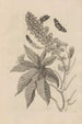 Dissertation sur la generation og metamorfoser af insekter fra Surinam Pl30 - Maria Sibylla Merian — visning af kunstværket
