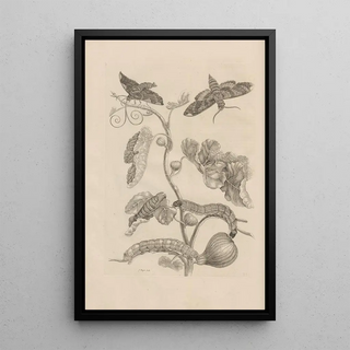 Maria Sibylla Merian - Dissertatio de generatione et metamorphosibus insectorum surinamensium Pl33.webp