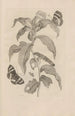 Dissertatio de generatione et metamorphoses des insectes surinamens Pl36 - Maria Sibylla Merian — visning af kunstværket