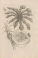 Dissertatio de generatione et metamorphoses des insectes surinamens Pl40 - Maria Sibylla Merian — visning af kunstværket
