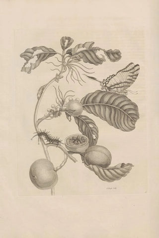 Maria Sibylla Merian - Dissertatio de generatione et metamorphosibus insectorum surinamensium Pl43.webp