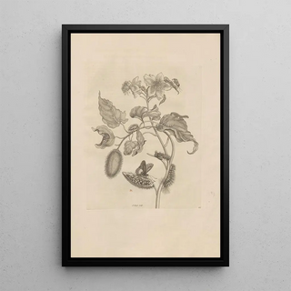 Maria Sibylla Merian - Dissertatio de generatione et metamorphosibus insectorum surinamensium Pl44.webp