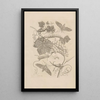 Maria Sibylla Merian - Dissertatio de generatione et metamorphosibus insectorum surinamensium Pl47.webp