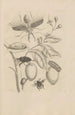 Dissertatio de generatione et metamorphoses des insectes surinamens Pl48 - Maria Sibylla Merian — visning af kunstværket