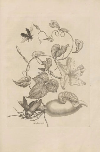 Maria Sibylla Merian - Dissertatio de generatione et metamorphosibus insectorum surinamensium Pl50.webp
