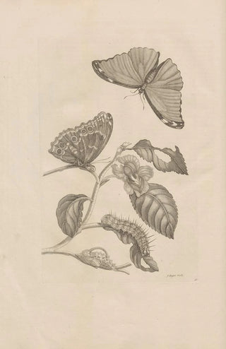 Maria Sibylla Merian - Dissertatio de generatione et metamorphosibus insectorum surinamensium Pl53.webp
