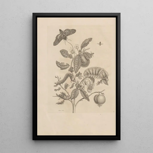 Dissertatio de generatione et metamorphoses des insectes surinamens Pl57 - Maria Sibylla Merian — indrammet kunstværk på væggen