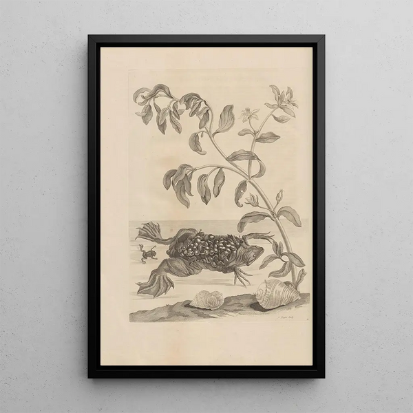 Dissertatio de generatione et metamorphoses des insectes surinamens Pl59 - Maria Sibylla Merian — indrammet kunstværk på væggen