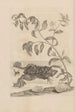 Dissertatio de generatione et metamorphoses des insectes surinamens Pl59 - Maria Sibylla Merian — visning af kunstværket